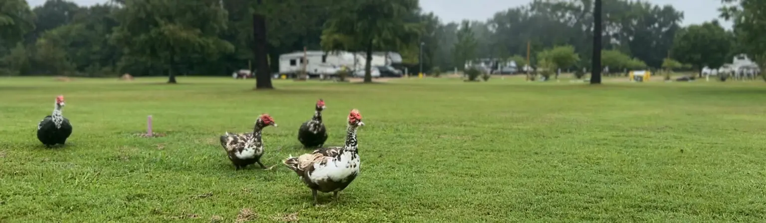 Wagon Train RV Park RV park in Canton, TX (photo 3)