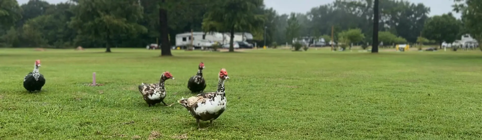 Ducks walking through the open grassy field at Wagon Train RV Park in Canton, Texas, with RV sites and pine trees in the background.