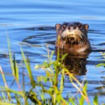 Wagon Train RV Park Otters